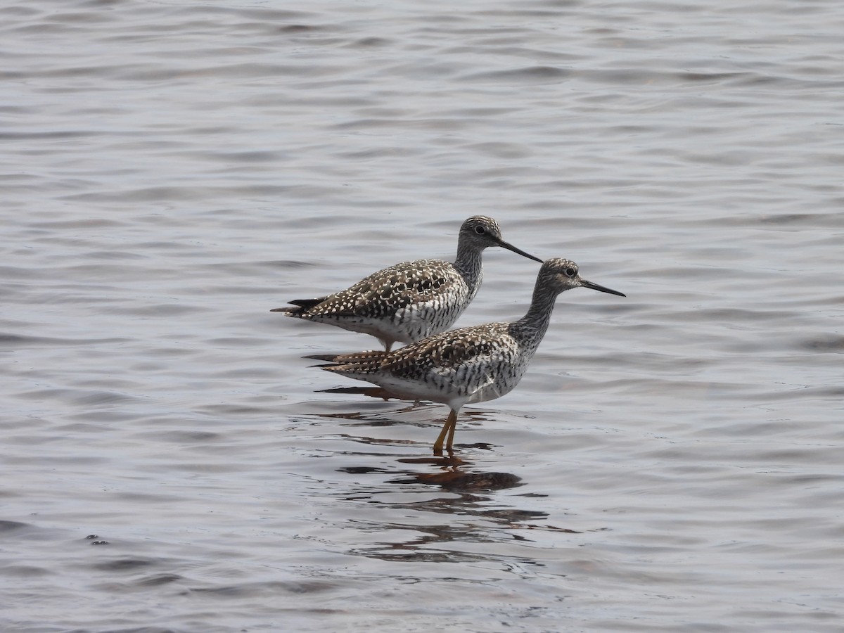 Greater Yellowlegs - ML618150792