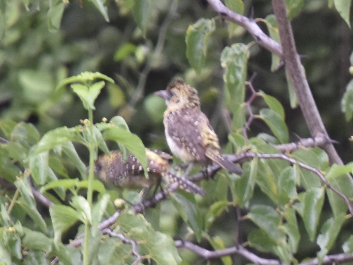 D'Arnaud's Barbet (Black-capped) - ML618150806