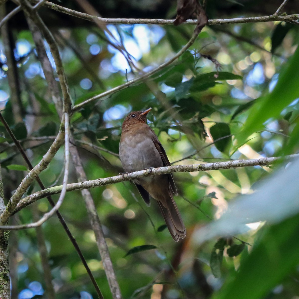 Rufous-brown Solitaire - Marco Costa