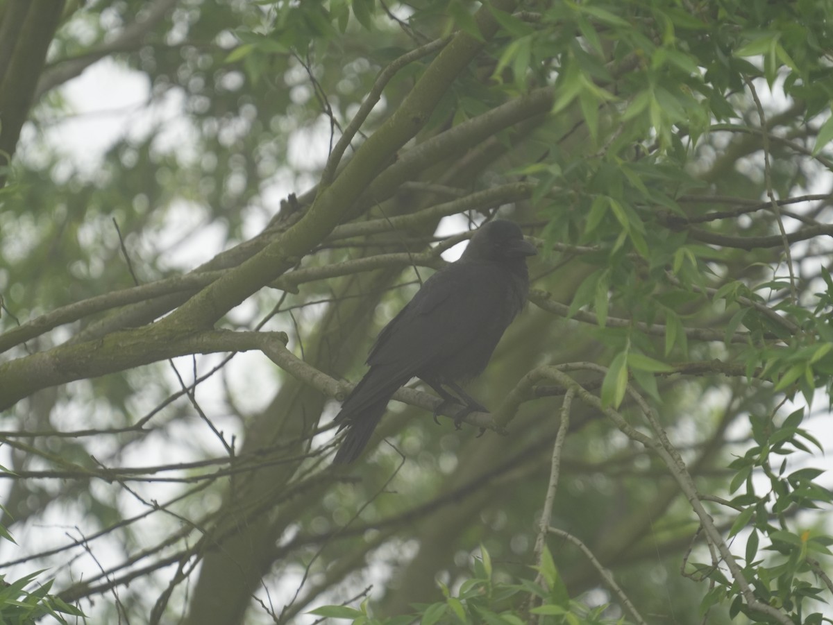 Large-billed Crow - ZW Chen