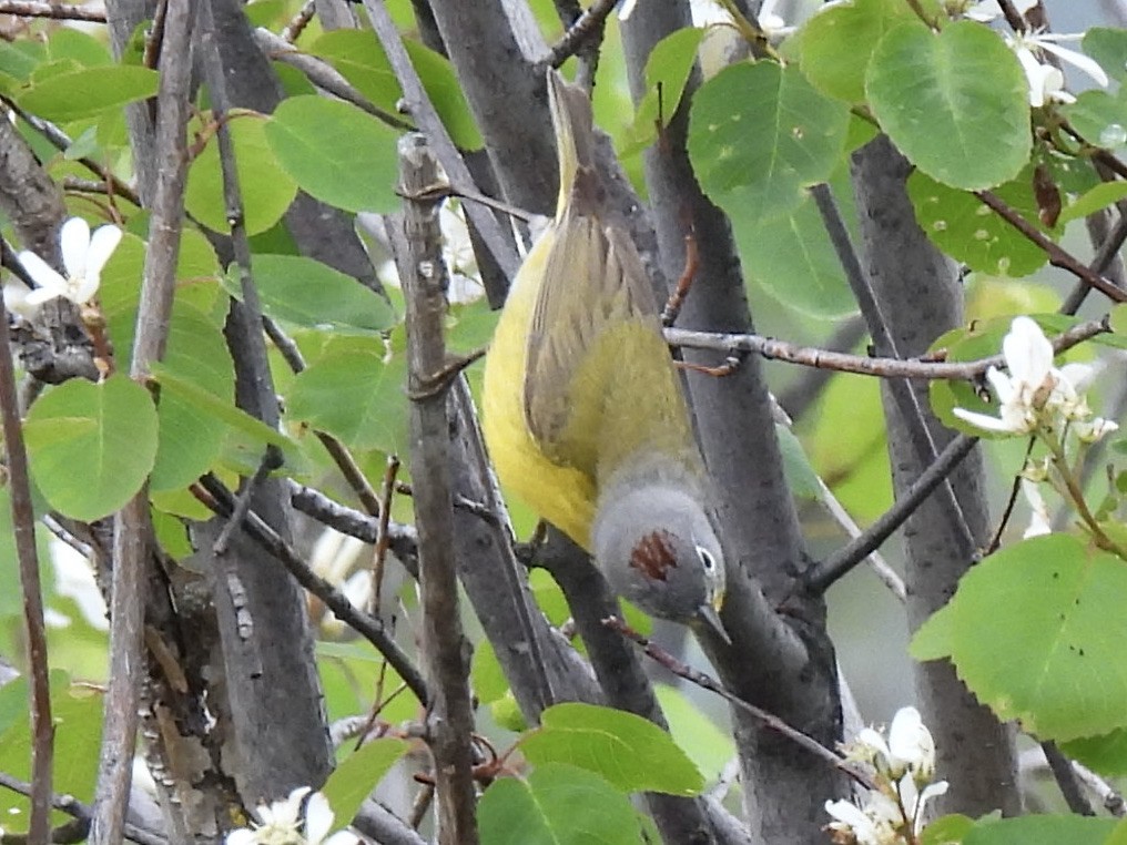 Nashville Warbler - Margaret Mackenzie