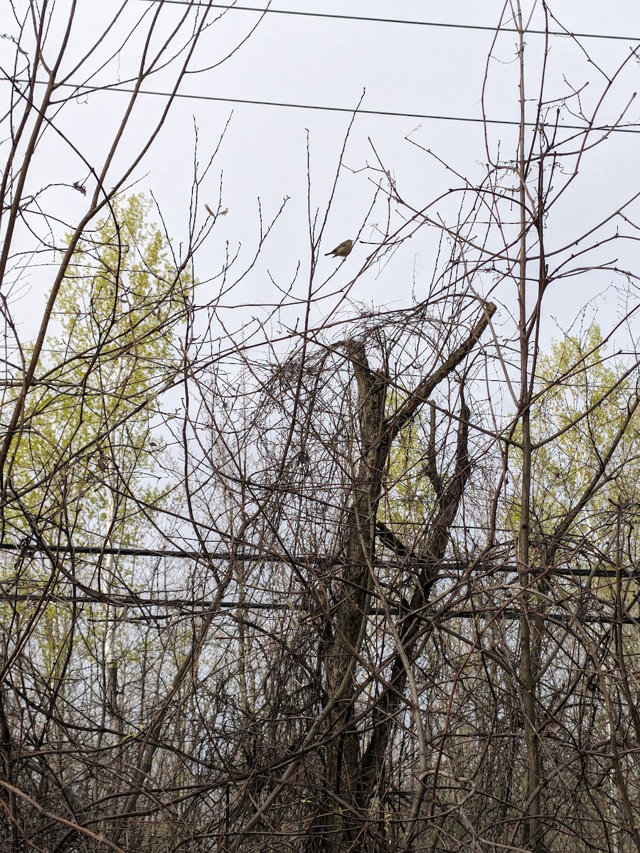 Ruby-crowned Kinglet - Raymond Belhumeur