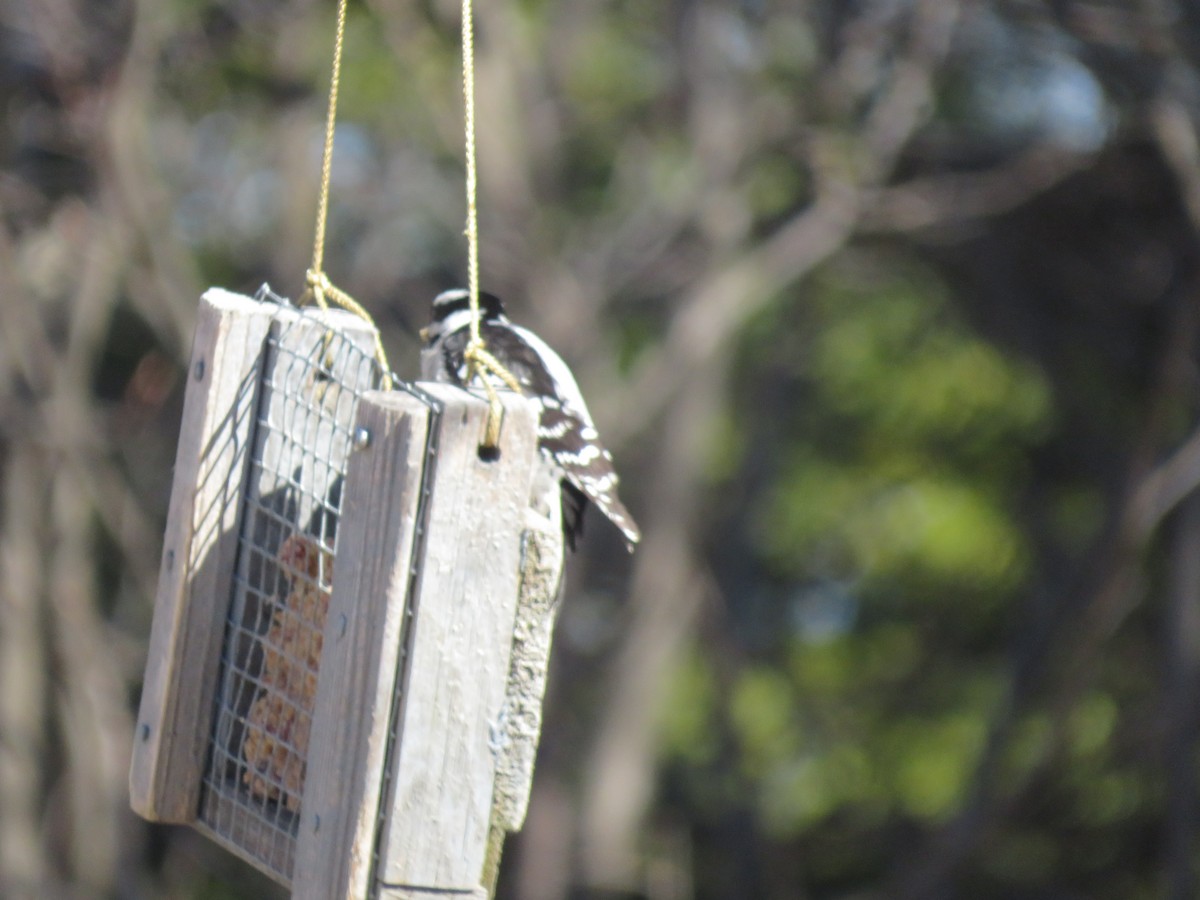 Downy Woodpecker - ML618150818