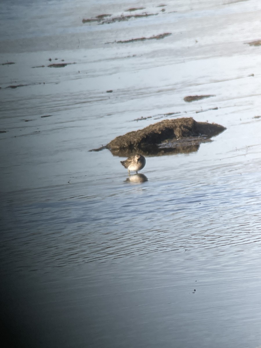 Pectoral Sandpiper - Magill Weber