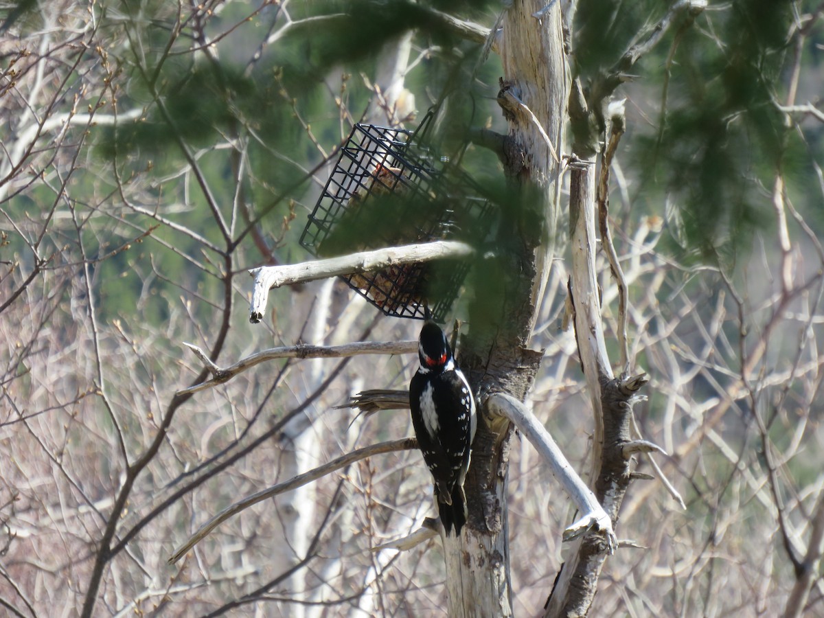 Hairy Woodpecker - Bessie Merrigan