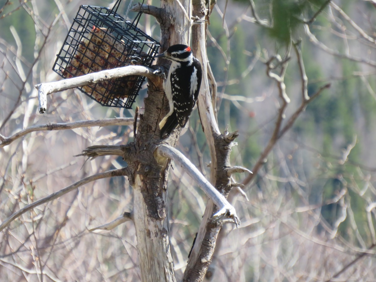 Hairy Woodpecker - Bessie Merrigan