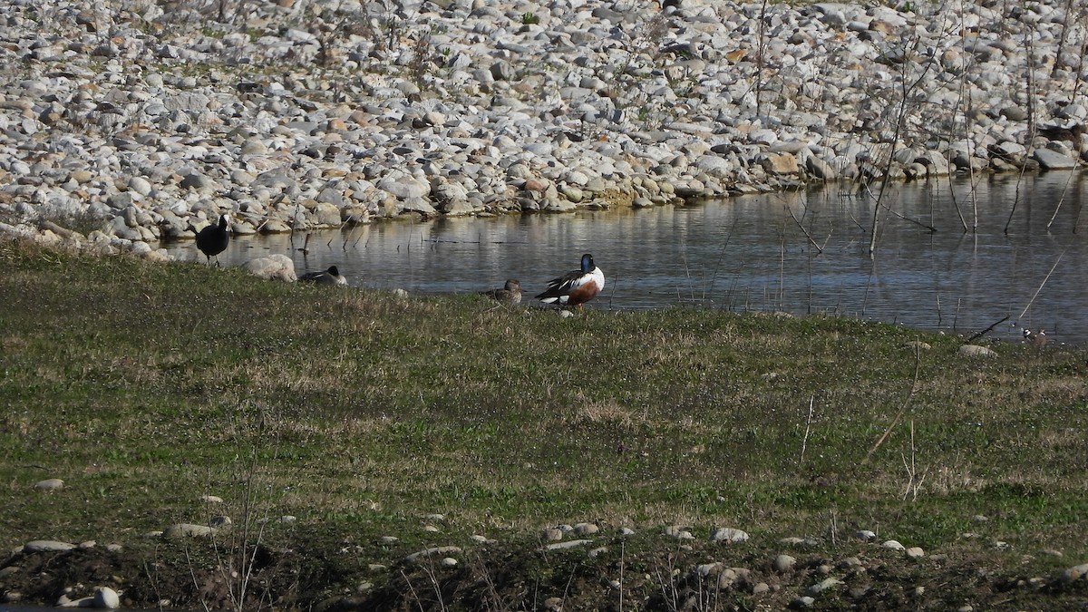 Northern Shoveler - Bruno Caula