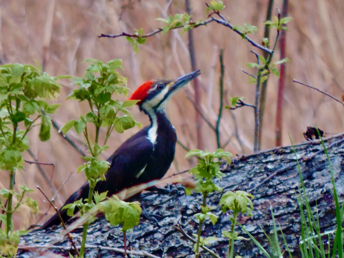 Pileated Woodpecker - Thomas McKay