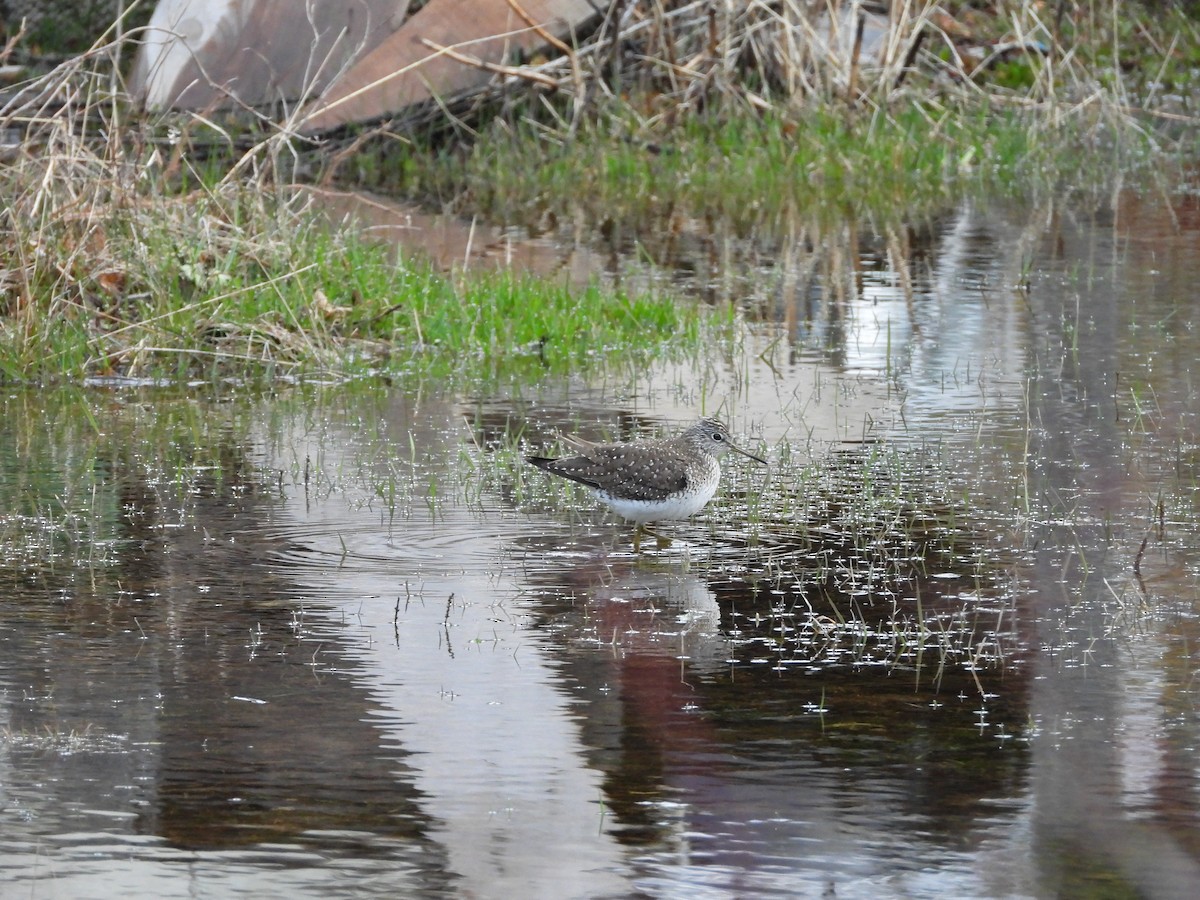 Solitary Sandpiper - ML618150846