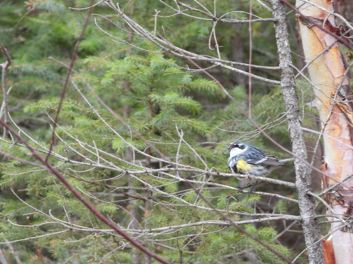 Yellow-rumped Warbler - Allan Harris