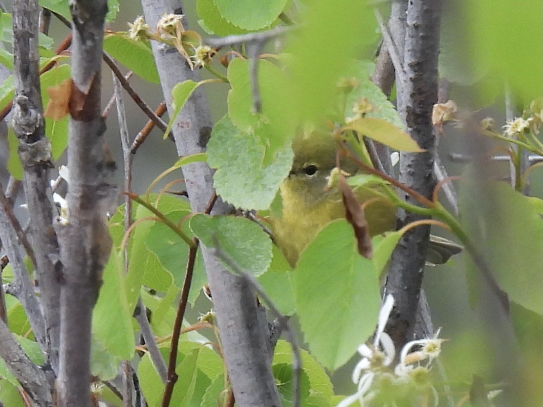 Orange-crowned Warbler - Margaret Mackenzie