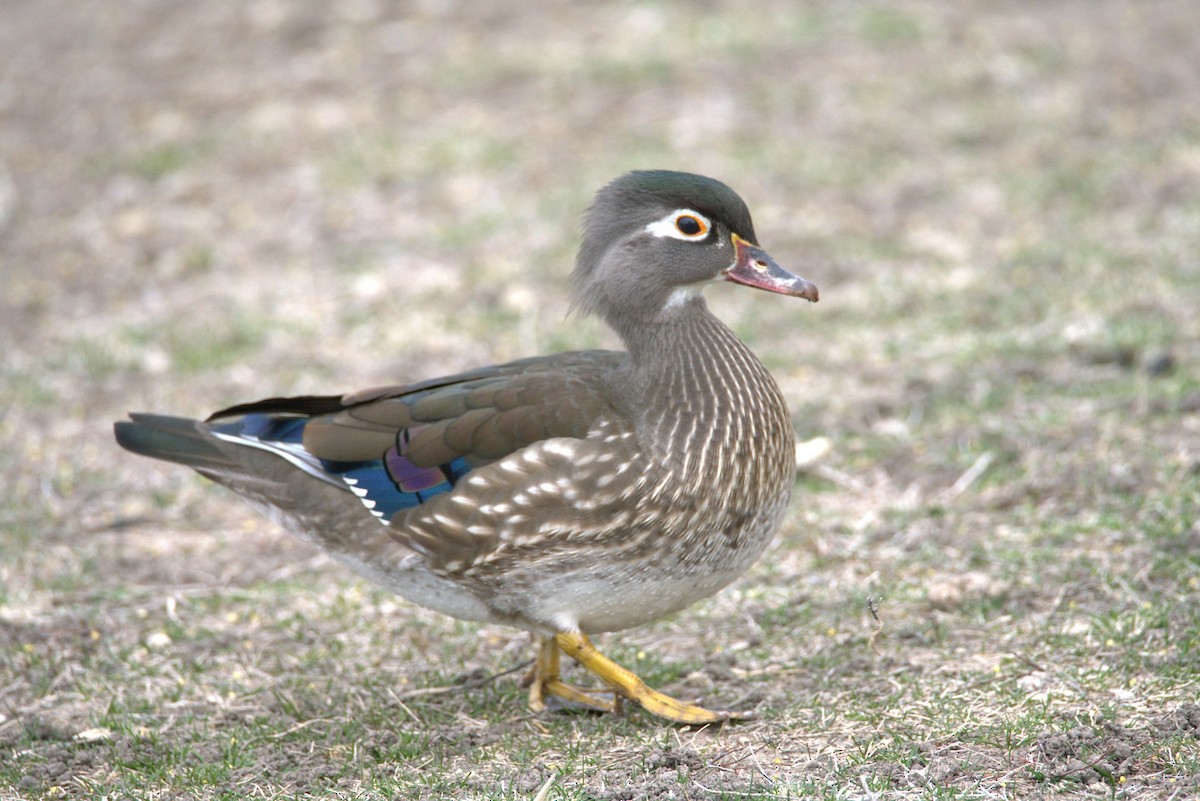 Wood Duck - ML618150904