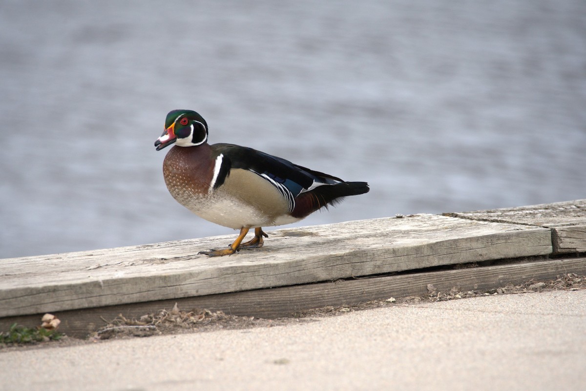 Wood Duck - ML618150905