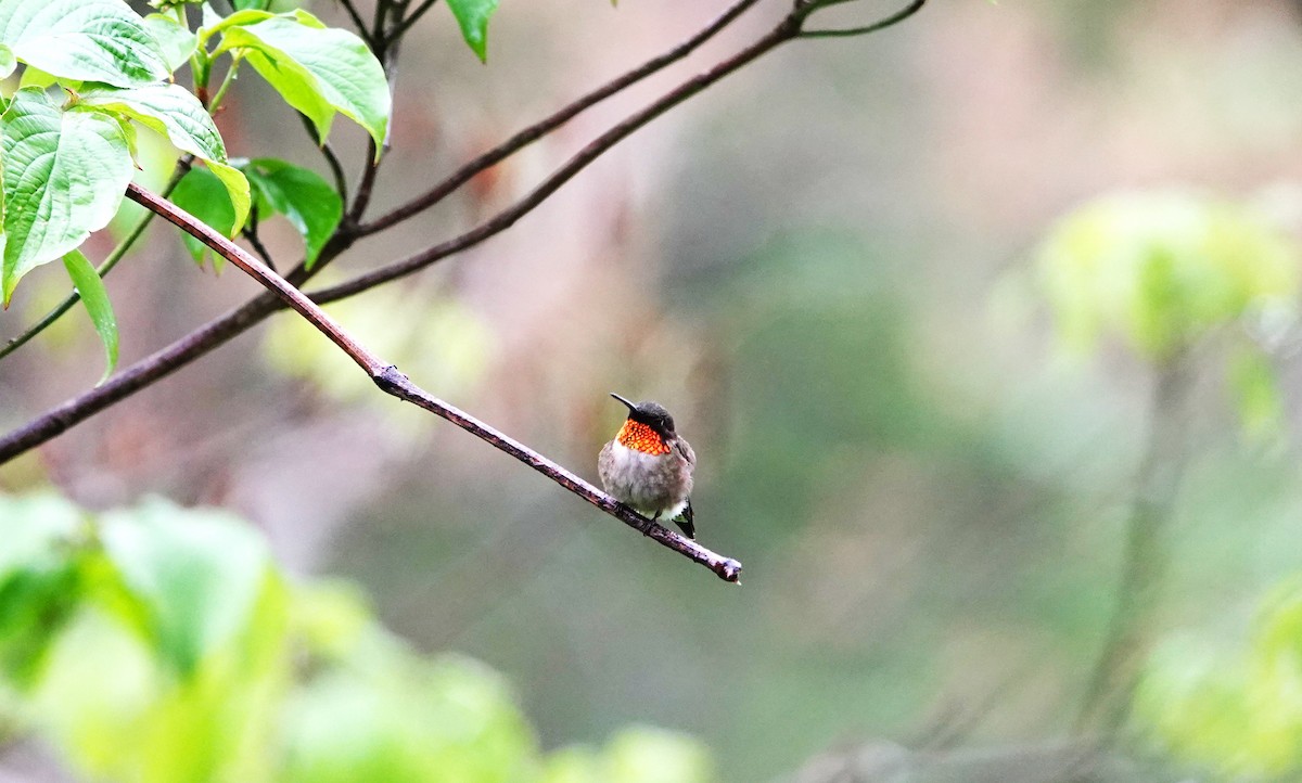 Ruby-throated Hummingbird - Brian Carlson