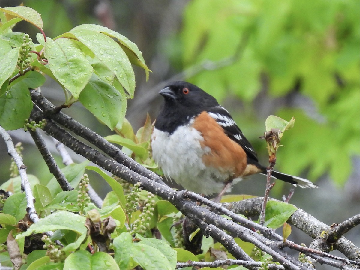 Spotted Towhee - Margaret Mackenzie