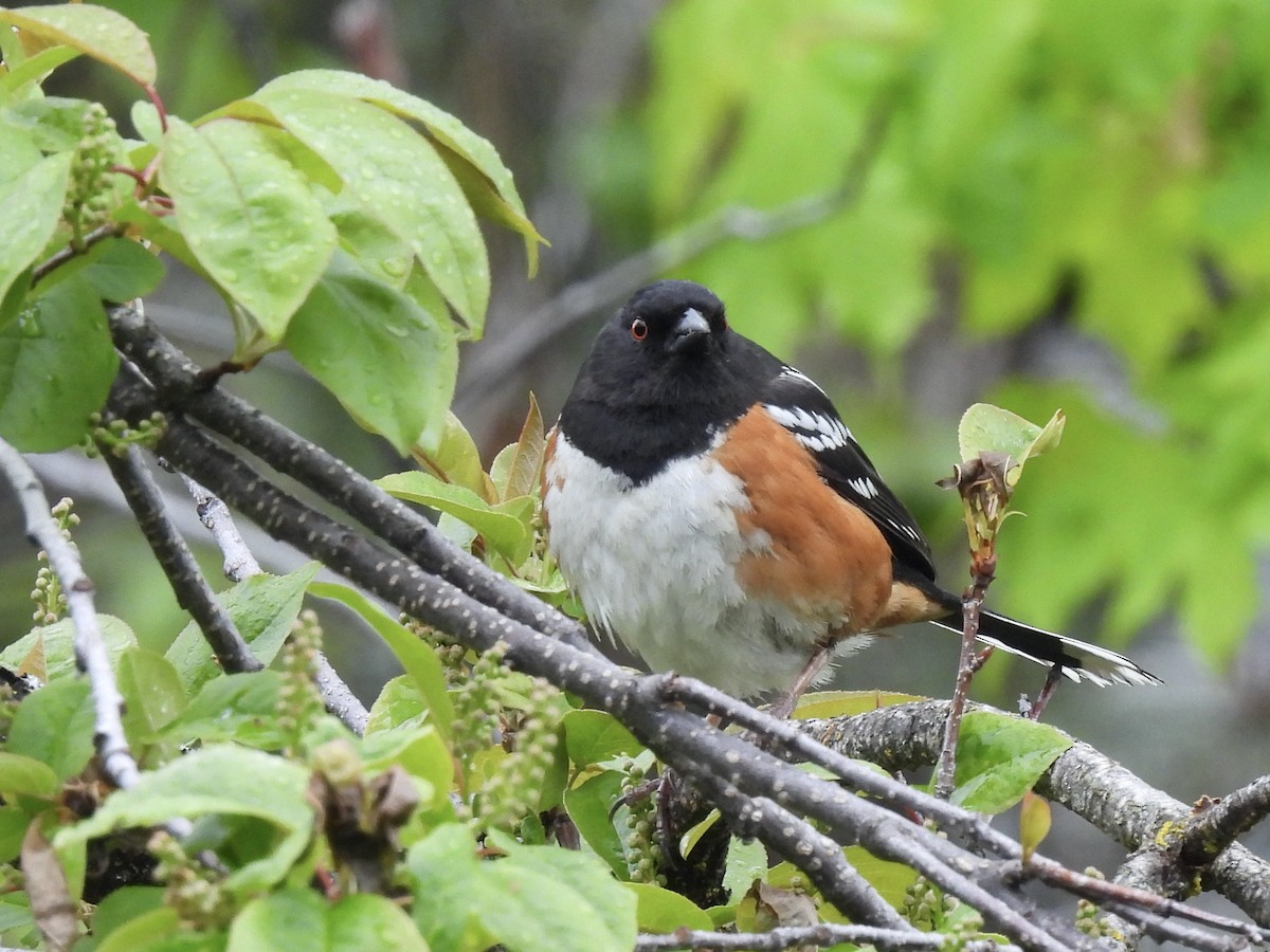 Spotted Towhee - Margaret Mackenzie