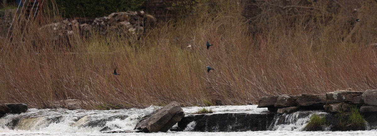 Tree Swallow - Marie Provost