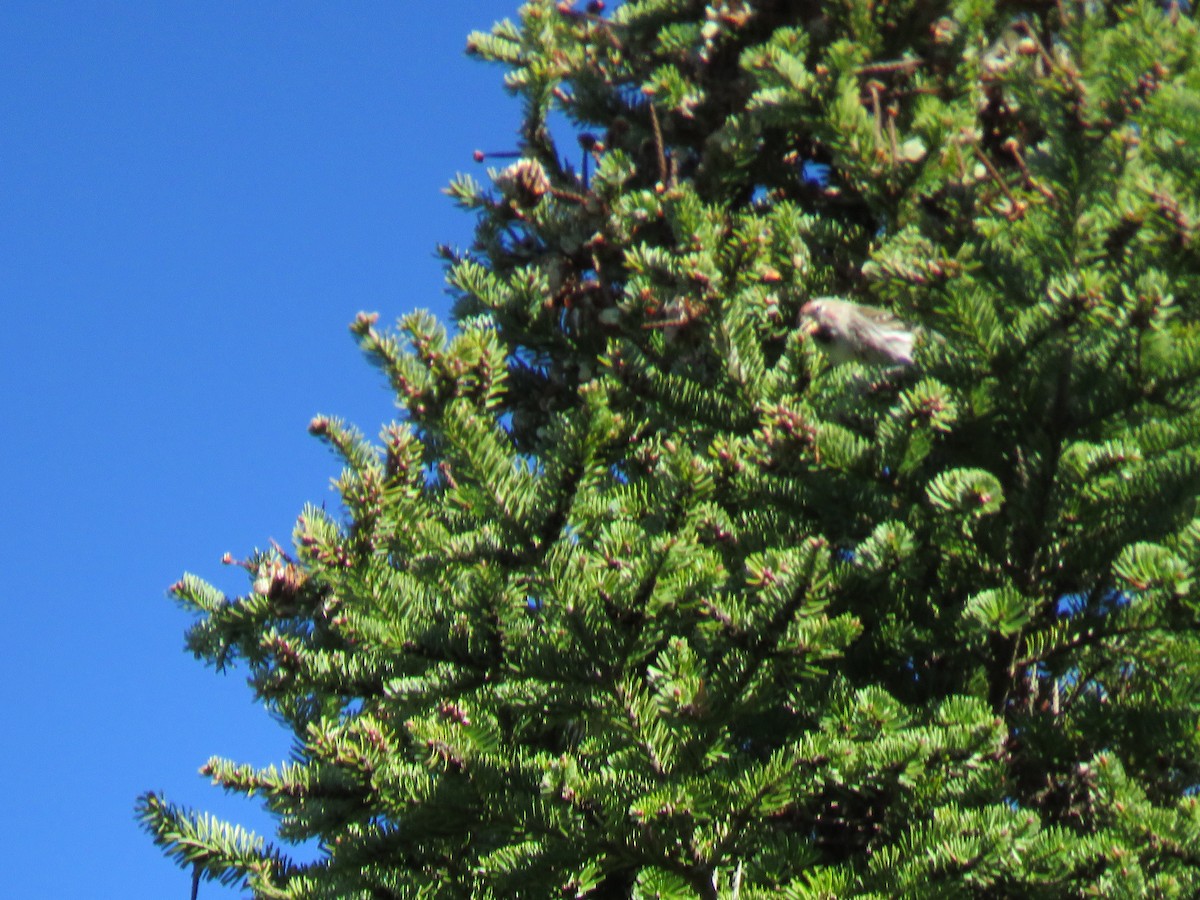 Common Redpoll - Denise Moreault