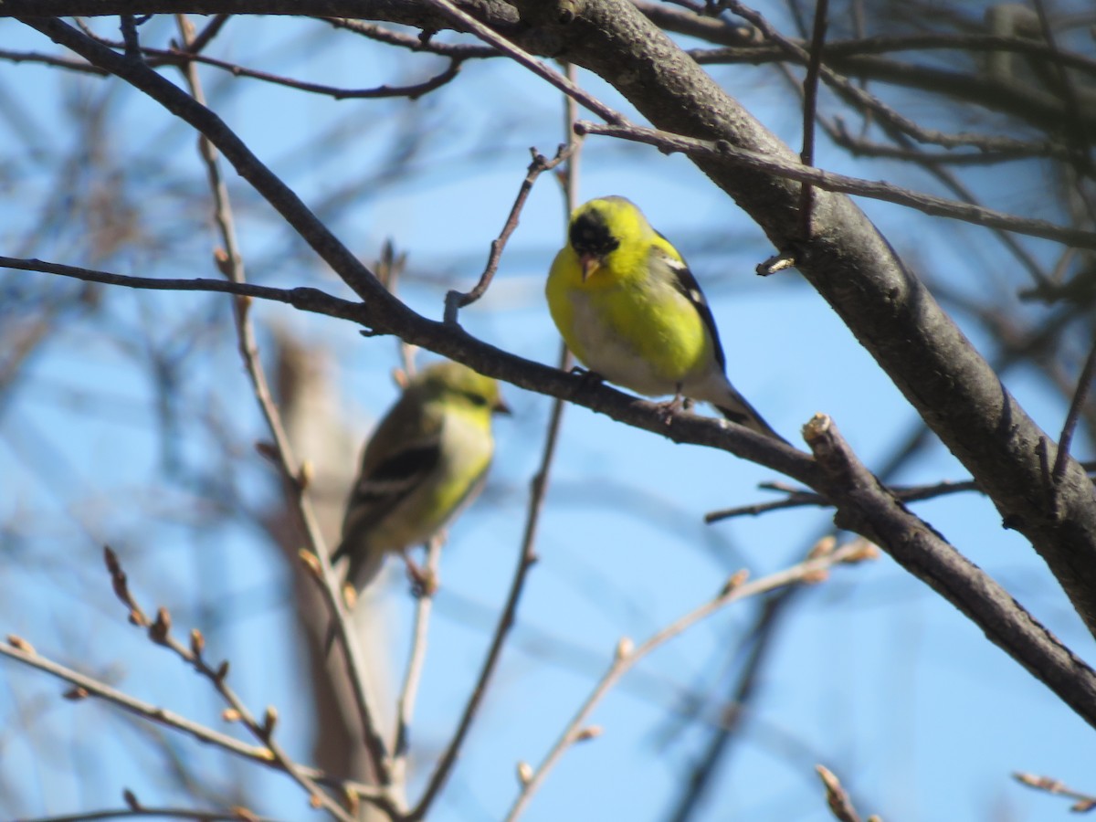 American Goldfinch - ML618150934