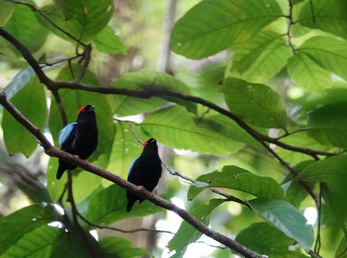 Blue-backed Manakin - Jenny Vogt