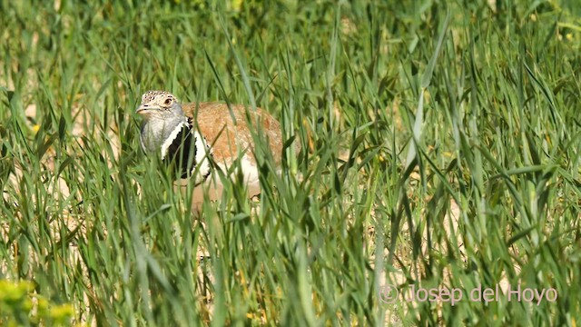 Little Bustard - ML618150976