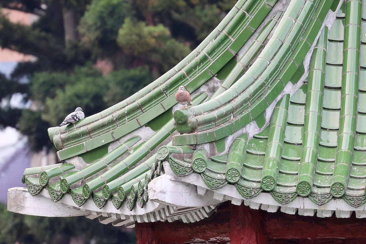 Rock Pigeon (Feral Pigeon) - Chih-Wei(David) Lin