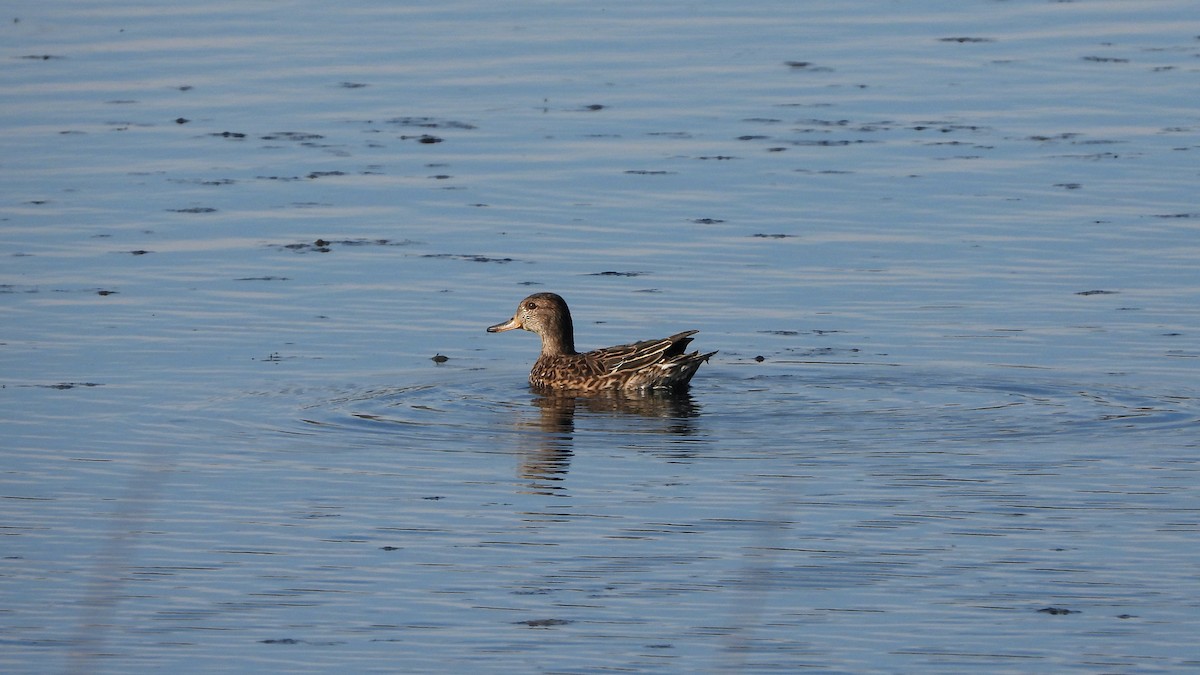 Green-winged Teal - Bruno Caula