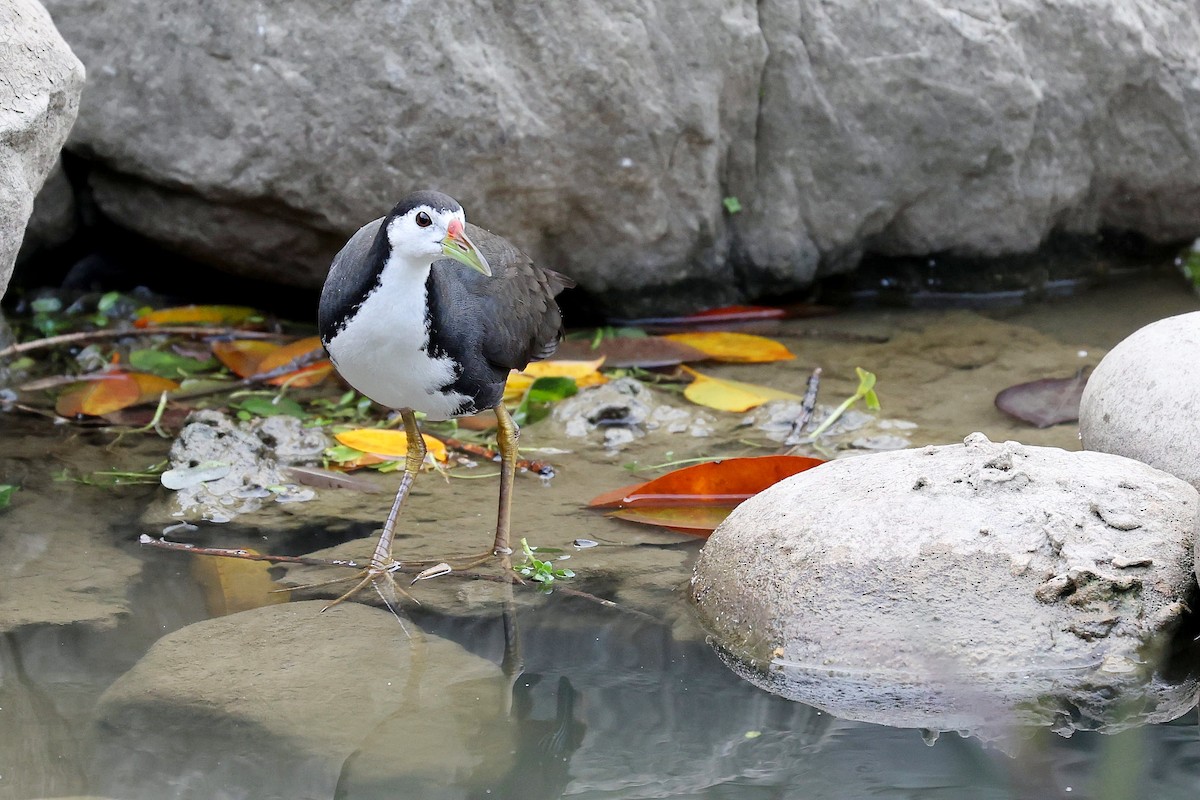 White-breasted Waterhen - ML618150987