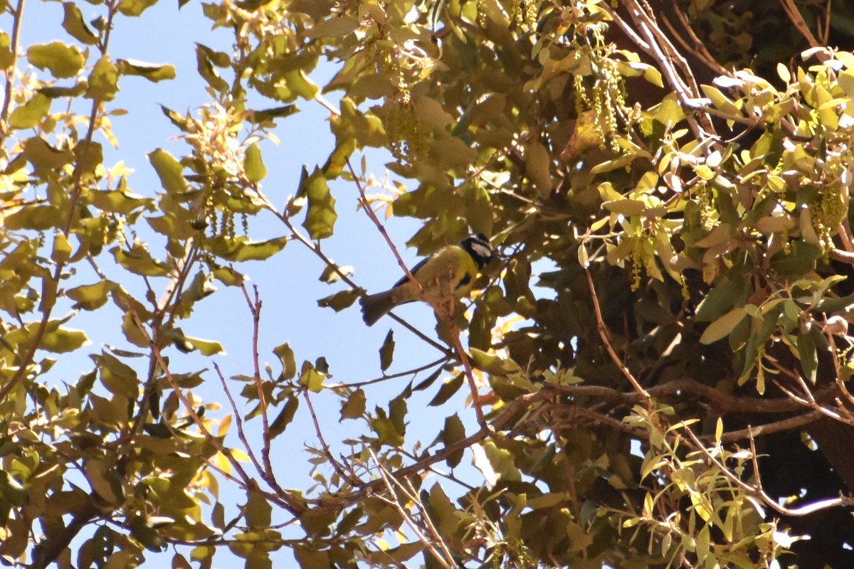 African Blue Tit - Aurora Varda