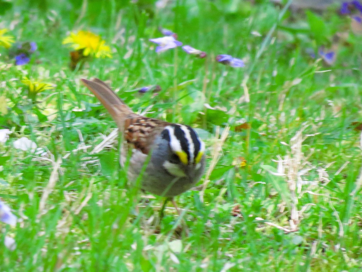 White-throated Sparrow - John Fagan