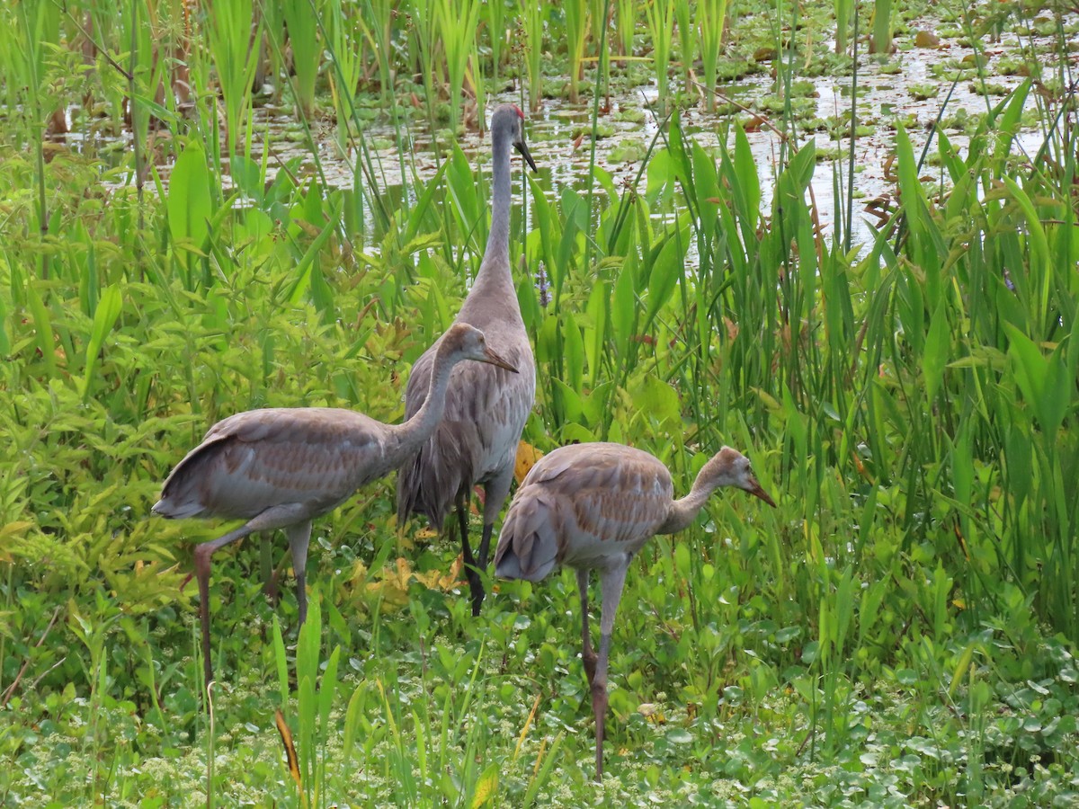 Sandhill Crane - Laurie Witkin