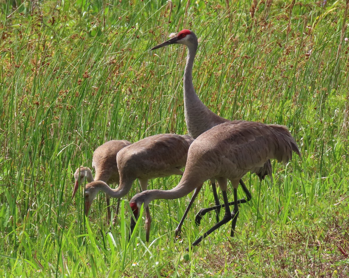 Sandhill Crane - Laurie Witkin