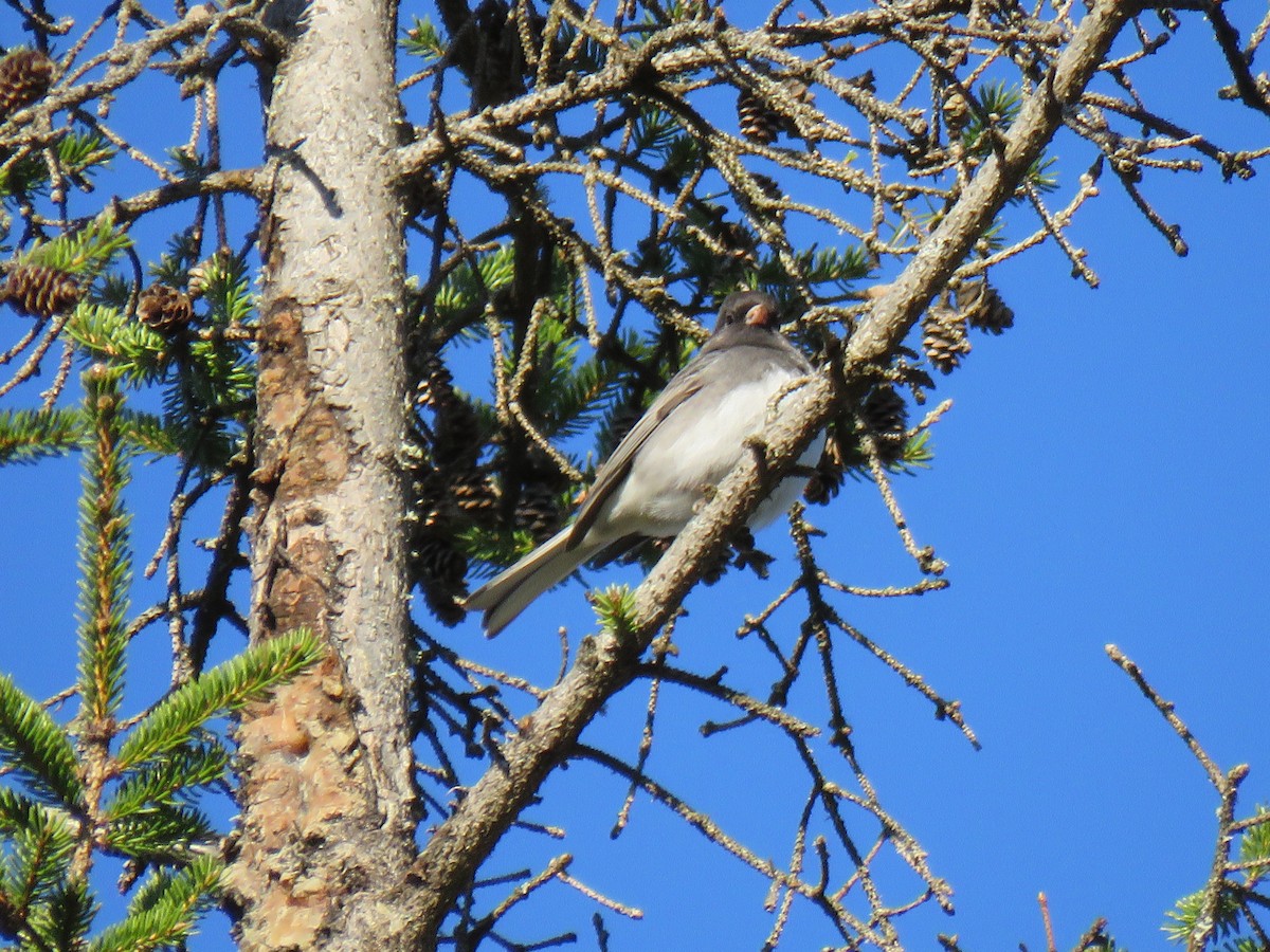 Dark-eyed Junco - Denise Moreault