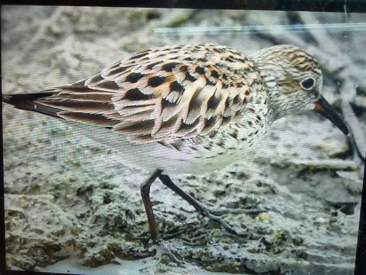 White-rumped Sandpiper - James Sooy