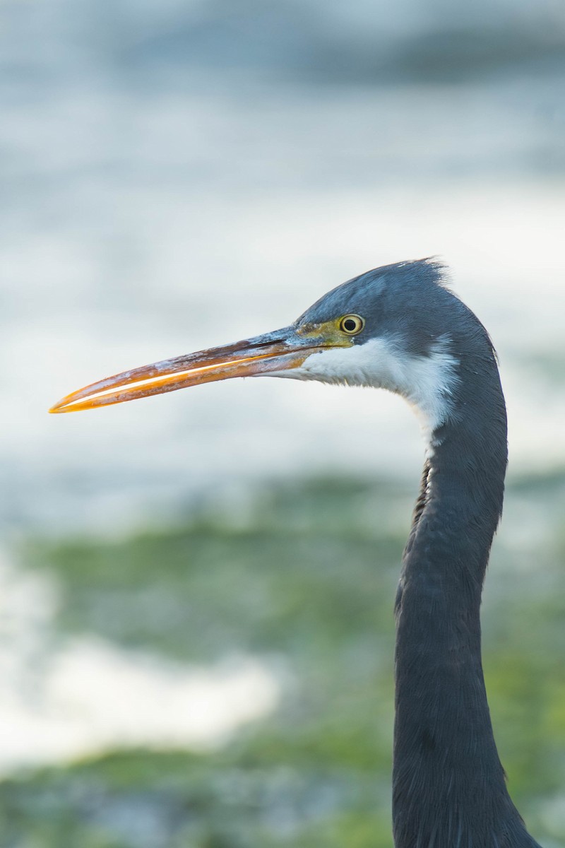 Western Reef-Heron - uri laor