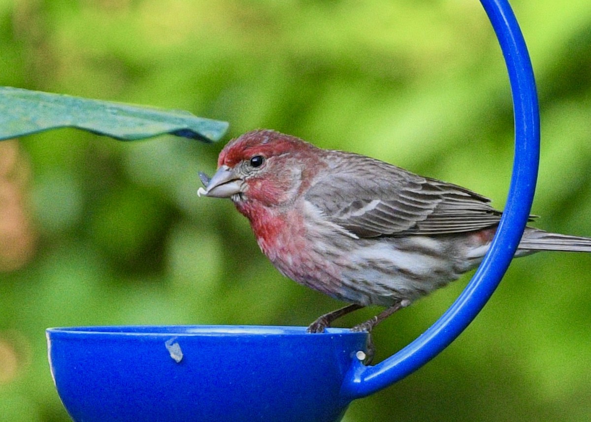 House Finch - Gregory Bozek