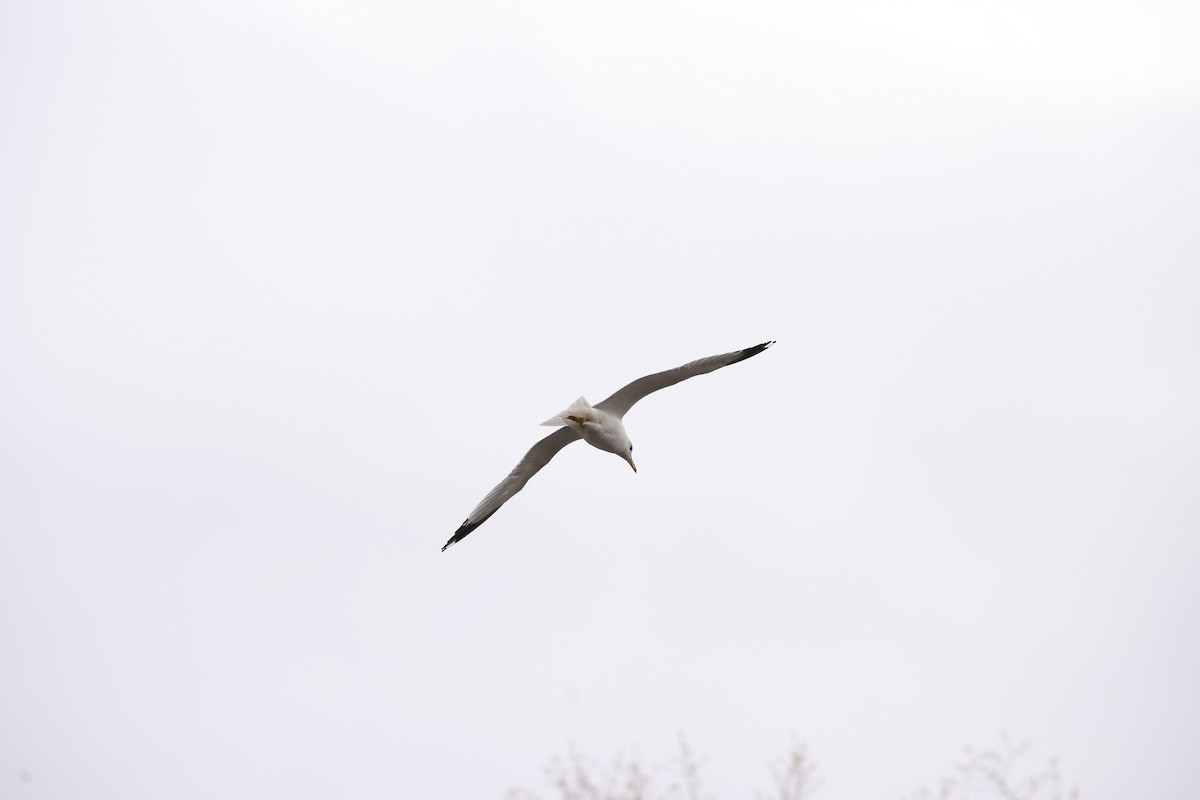 Ring-billed Gull - Marie Provost