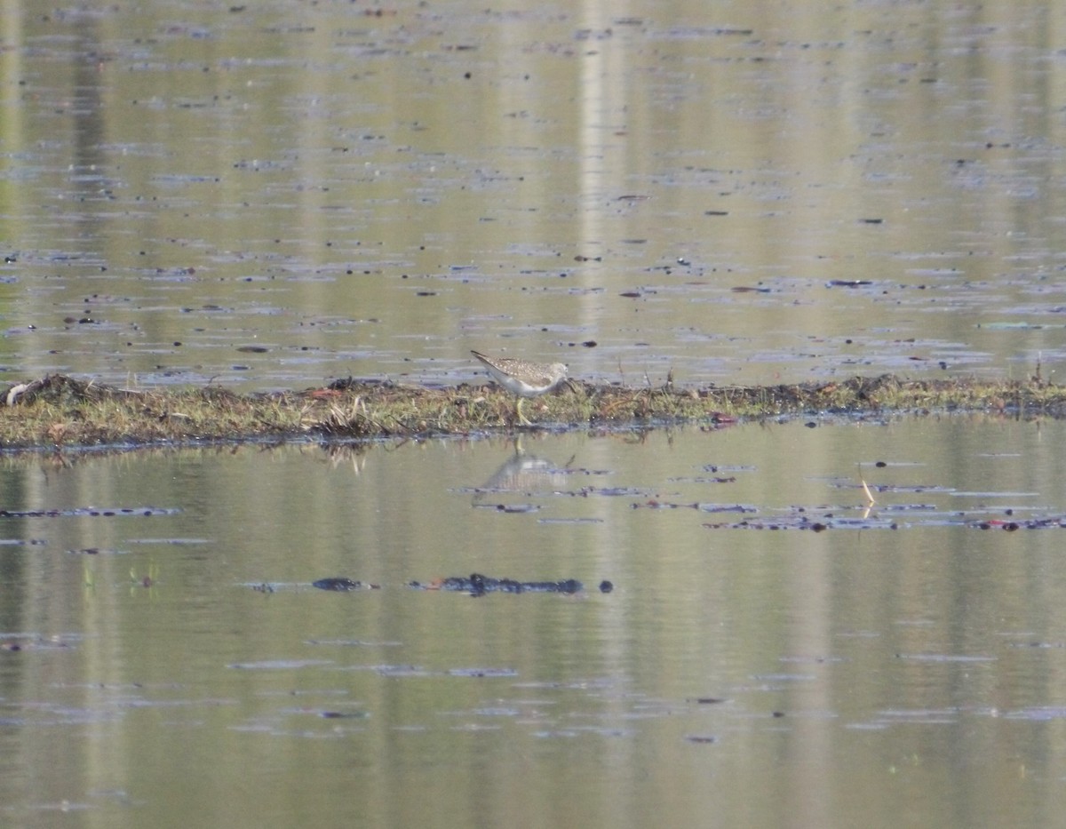 Solitary Sandpiper - Larry Zirlin