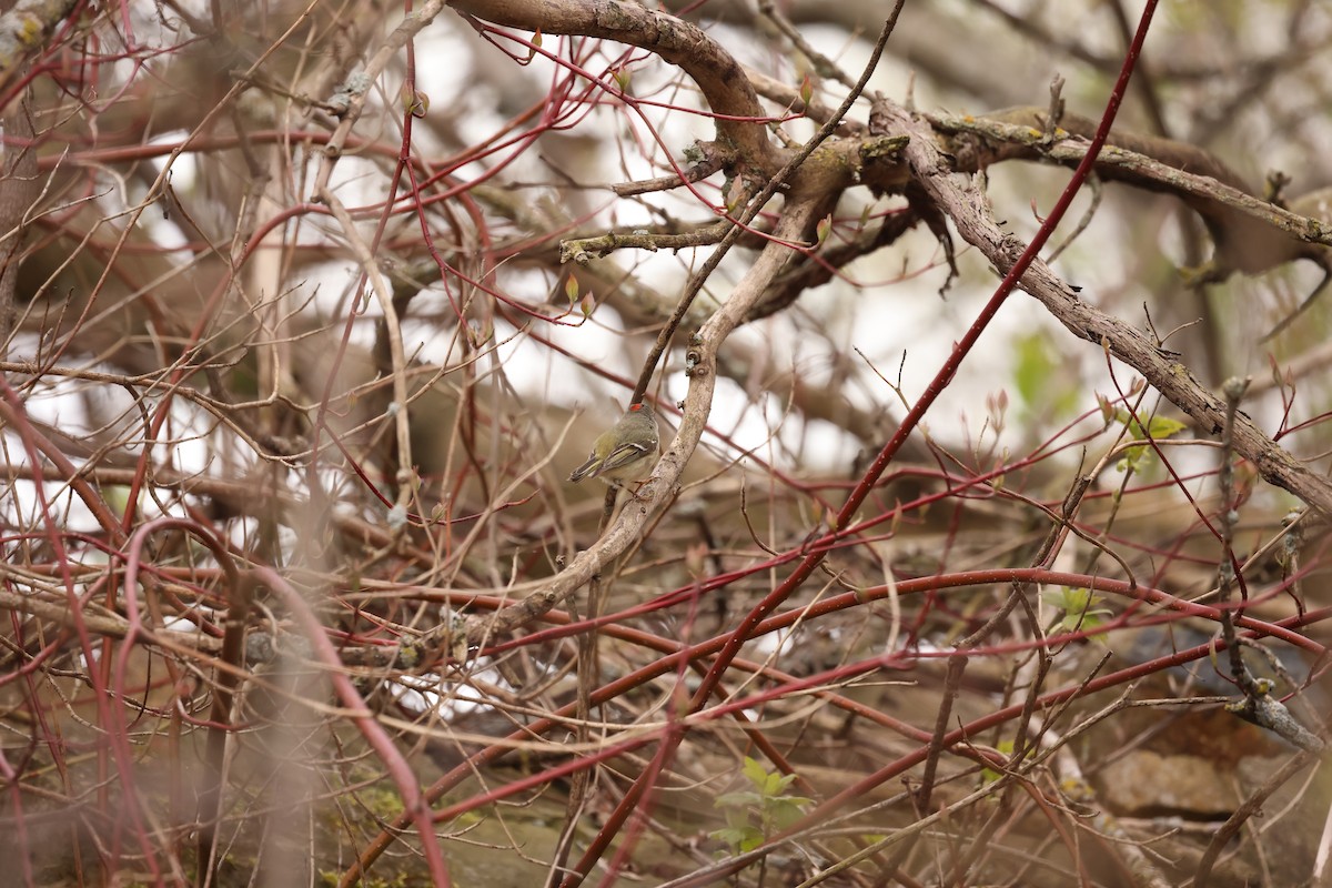 Ruby-crowned Kinglet - Marie Provost