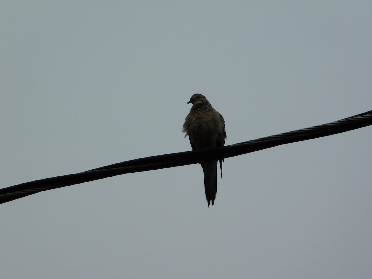 Mourning Dove - Mireille Spicer