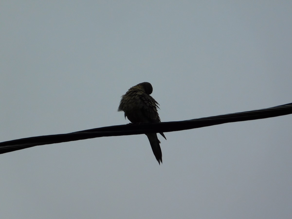 Mourning Dove - Mireille Spicer