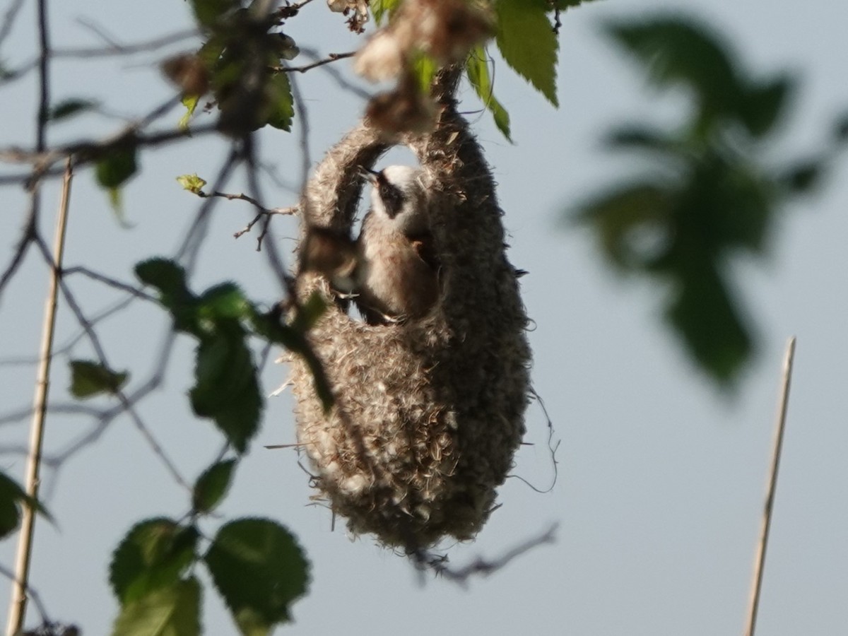 Eurasian Penduline-Tit - Werner Schreilechner