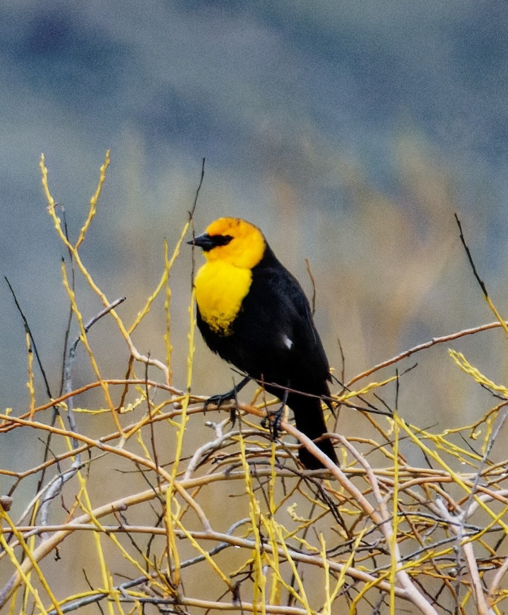Yellow-headed Blackbird - ML618151198