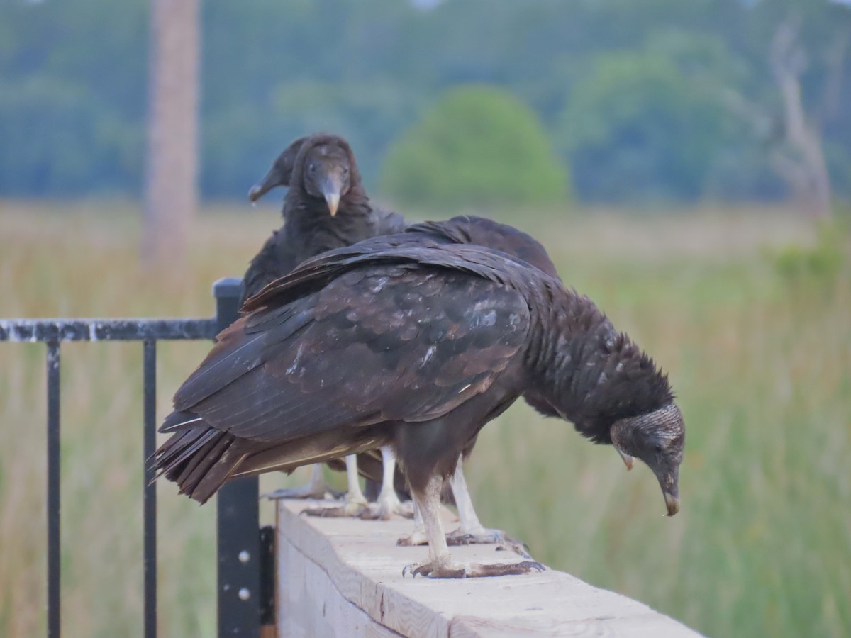 Black Vulture - Laurie Witkin