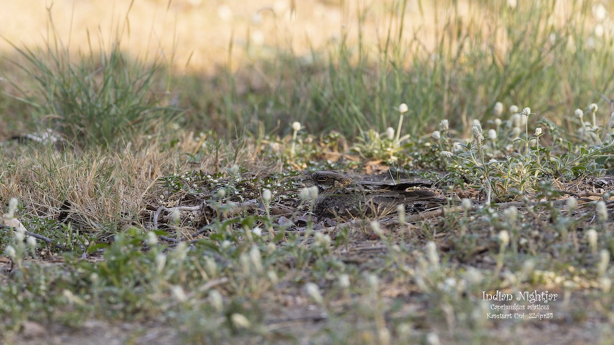 Indian Nightjar - ML618151215