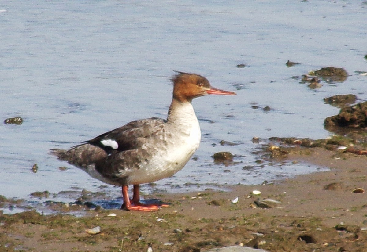 Red-breasted Merganser - ML618151222