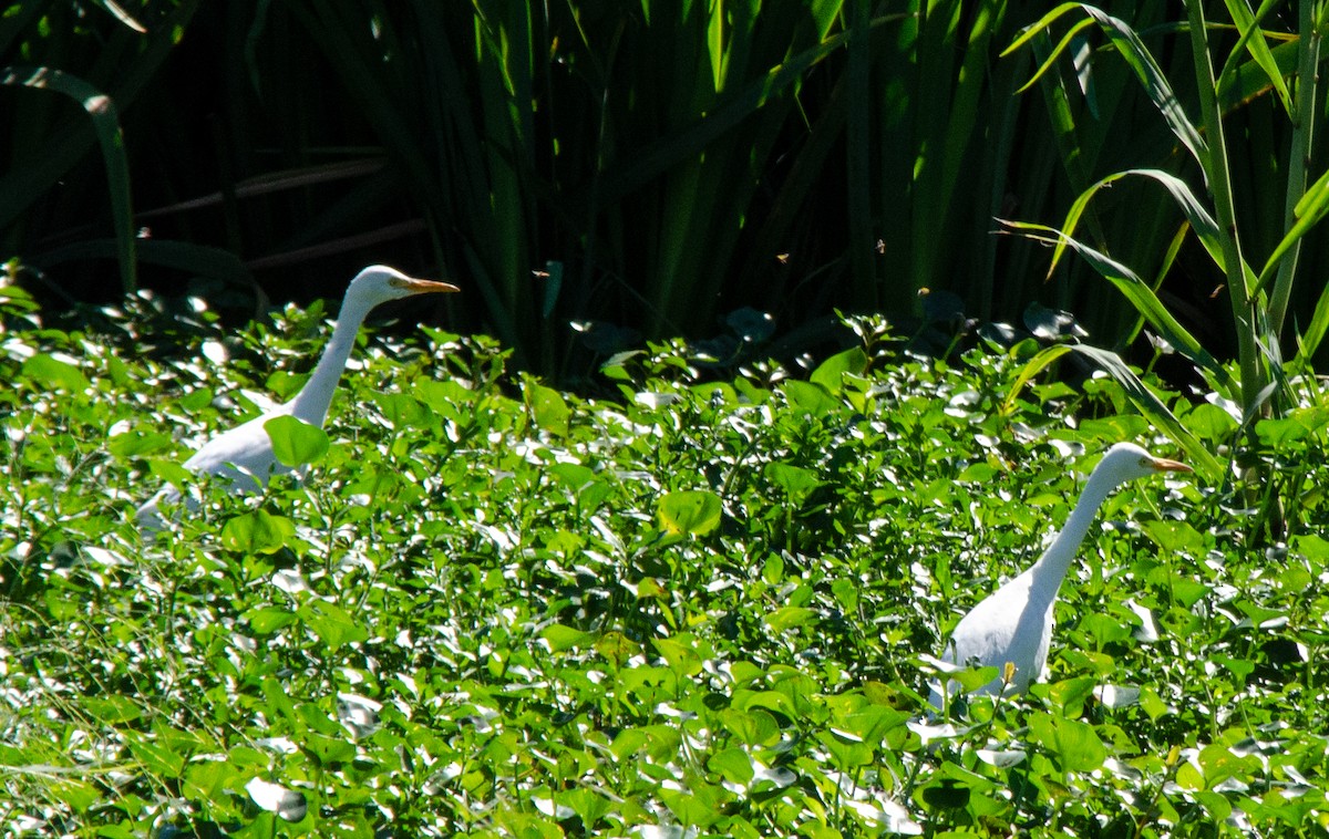 Western Cattle Egret - Iván Eroles