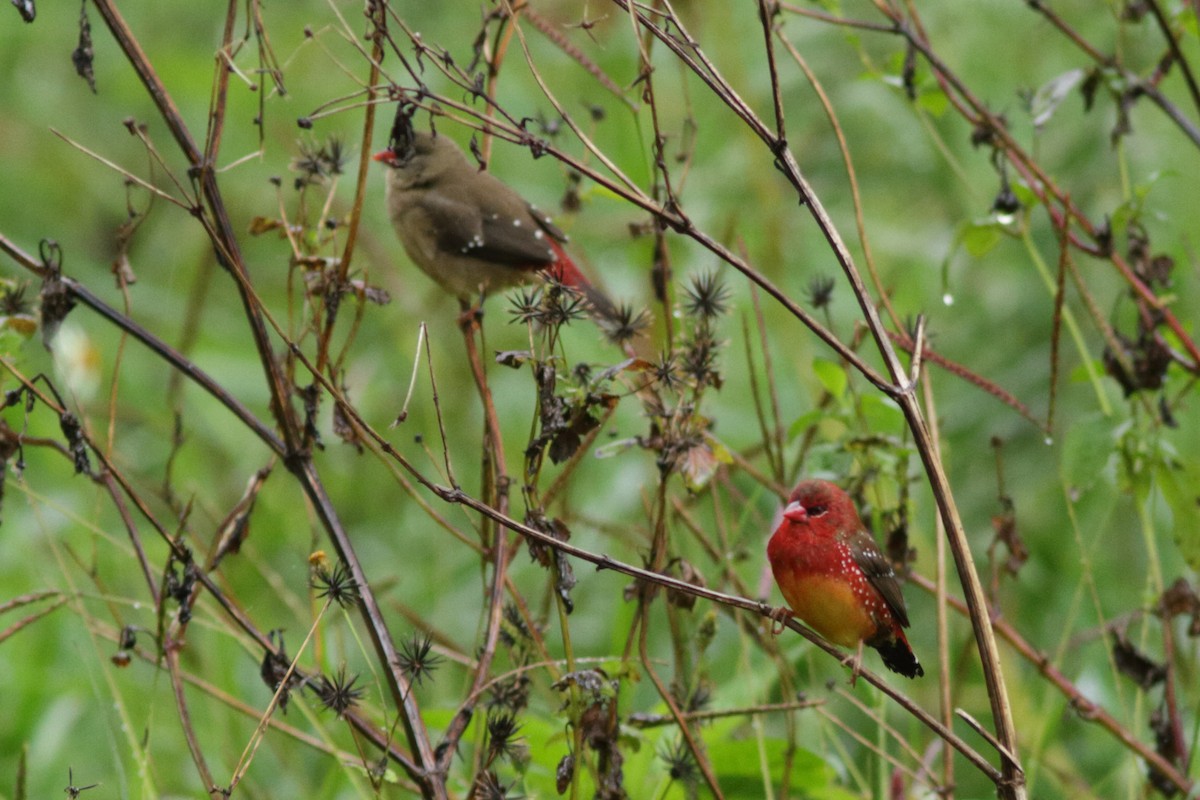 Red Avadavat - Andrey Mikhaylov