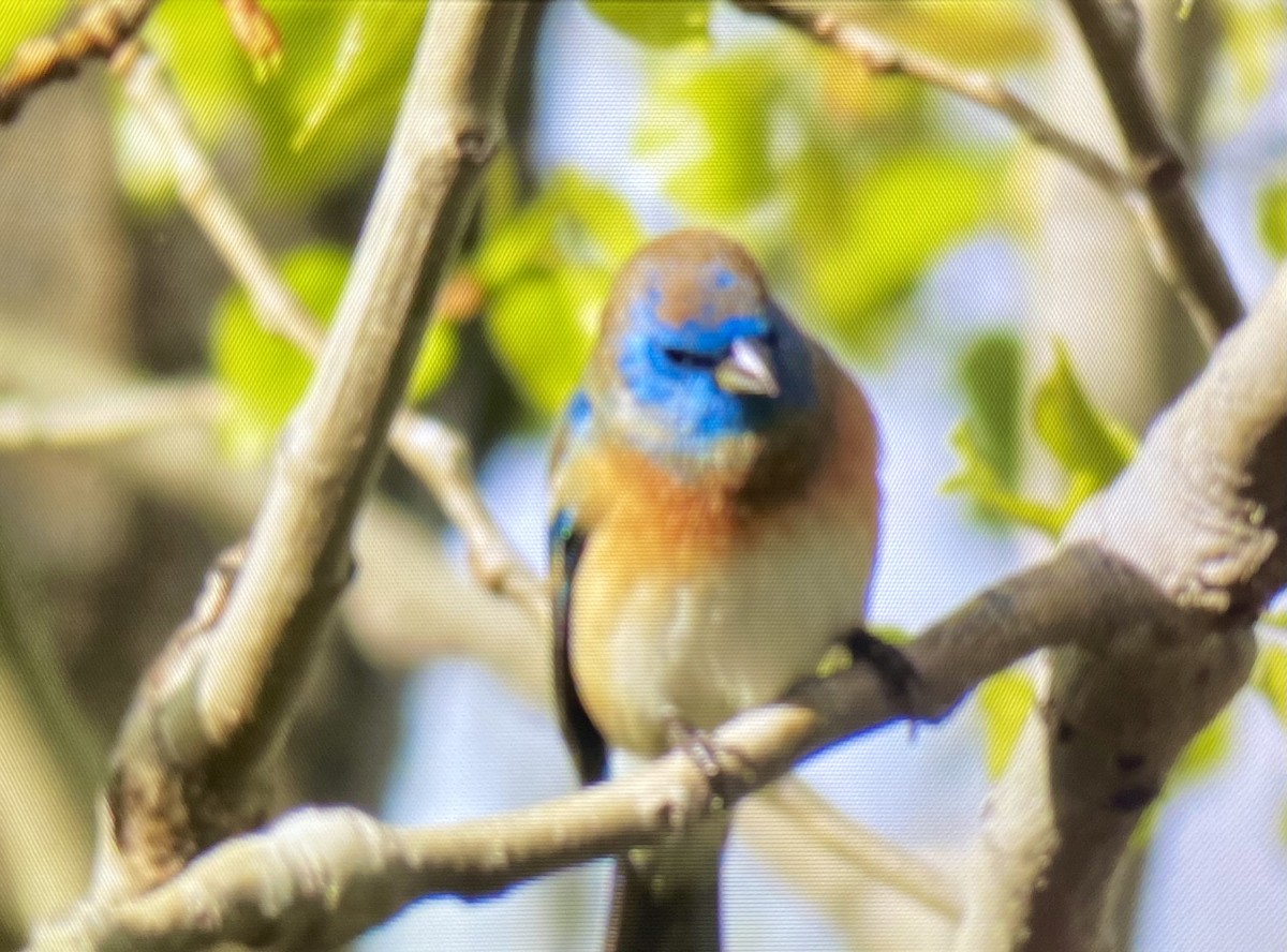 Lazuli Bunting - ML618151258