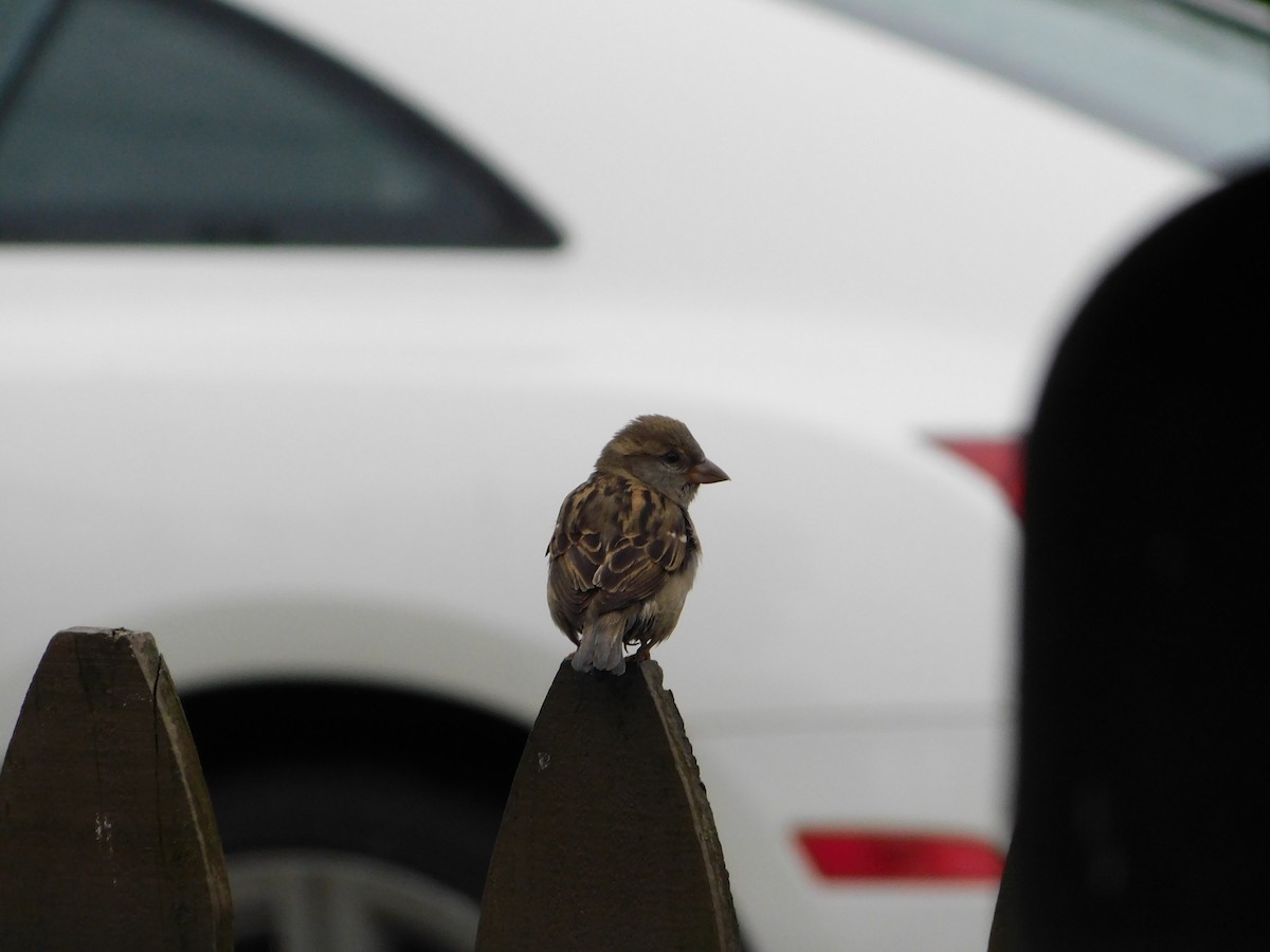 House Sparrow - Mireille Spicer